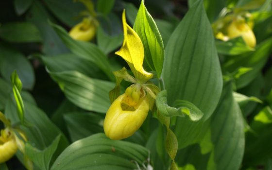 yellow lady slipper orchid with green leaves